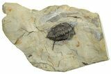 Lemureops Kilbeyi Trilobite - Fillmore Formation, Utah #254758-1